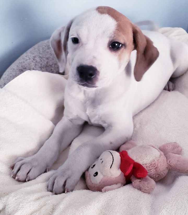 do american foxhound like to cuddle