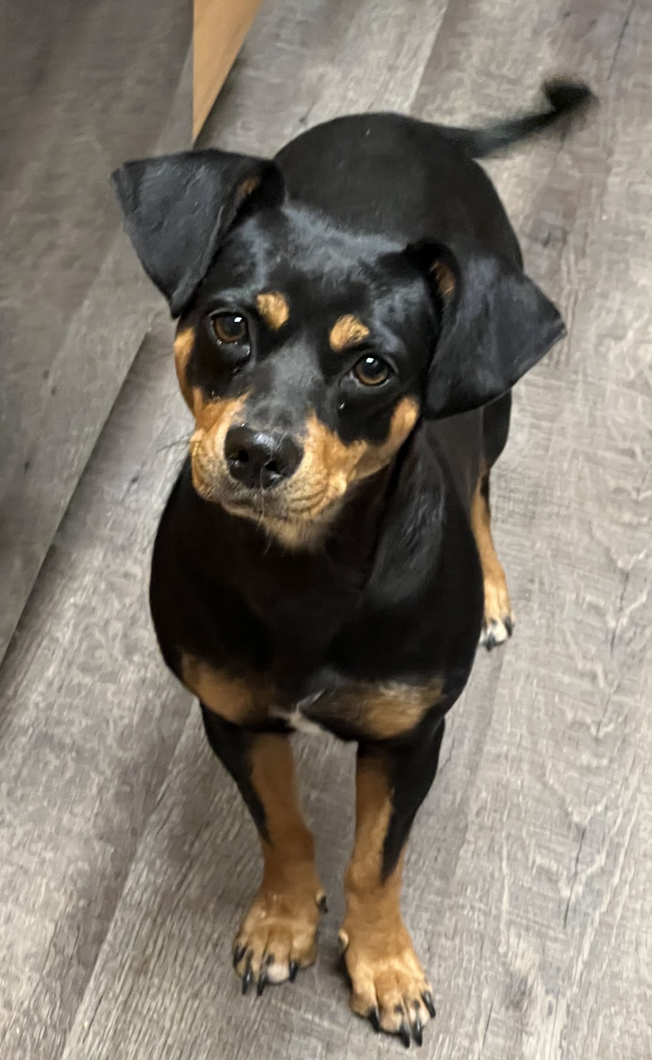 Dog for adoption MILA, a Dachshund Mix in Bothell, WA Petfinder