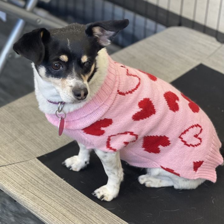 Chiquis, an adoptable Chihuahua & Rat Terrier Mix in Los Alamitos, CA_image-1