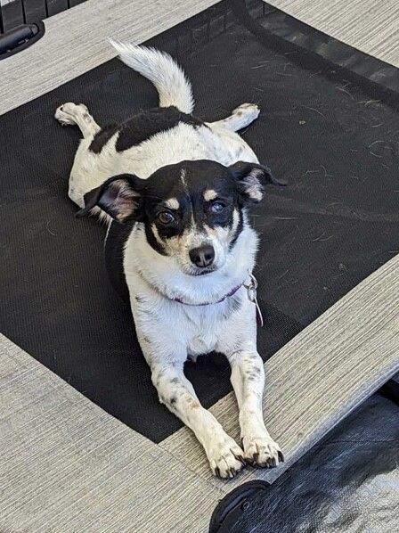 Chiquis, an adoptable Chihuahua & Rat Terrier Mix in Los Alamitos, CA_image-4