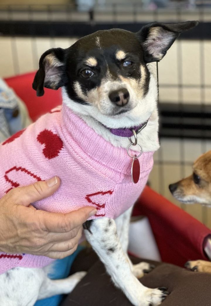 Chiquis, an adoptable Chihuahua & Rat Terrier Mix in Los Alamitos, CA_image-1