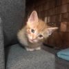 Butternut 