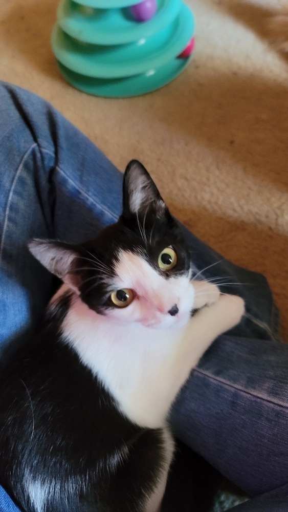 Marley, an adoptable Domestic Short Hair in Carrollton, VA, 23314 | Photo Image 1