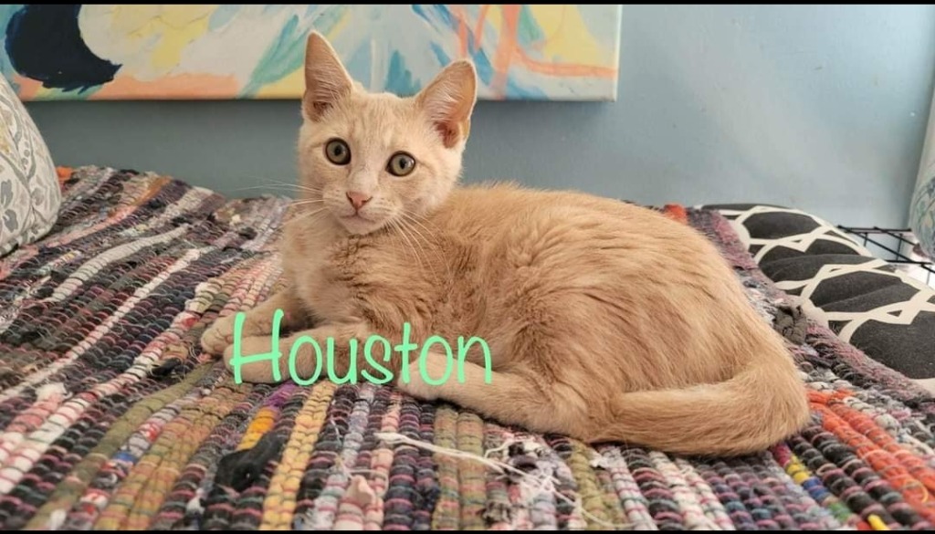 Houston, an adoptable Domestic Short Hair in El Dorado, AR, 71730 | Photo Image 1
