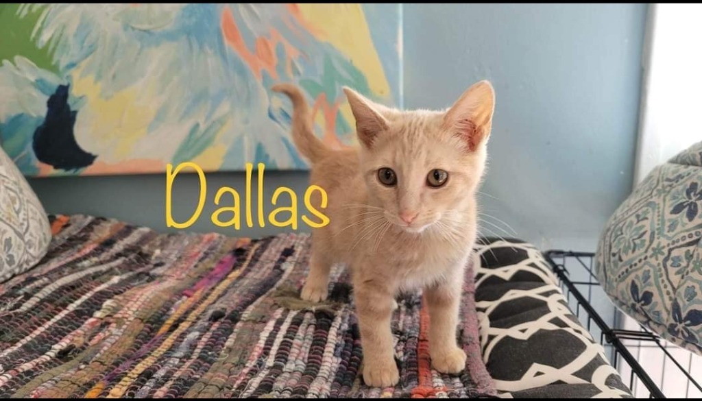 Dallas, an adoptable Domestic Short Hair in El Dorado, AR, 71730 | Photo Image 1