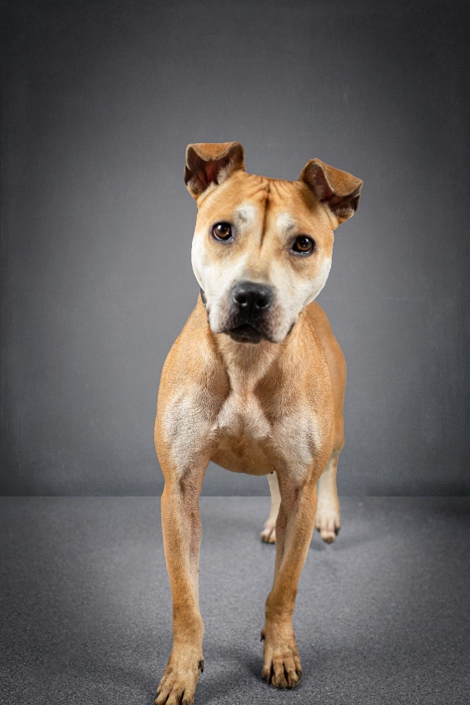 Amelia, an adoptable Pit Bull Terrier in Lima, OH, 45807 | Photo Image 1