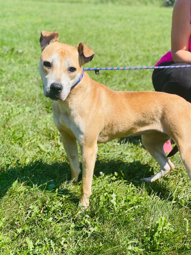 Amelia, an adoptable Pit Bull Terrier in Lima, OH, 45807 | Photo Image 2