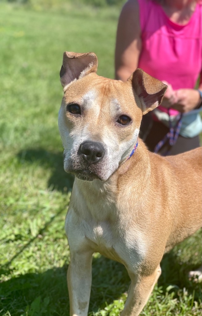 Amelia, an adoptable Pit Bull Terrier in Lima, OH, 45807 | Photo Image 3