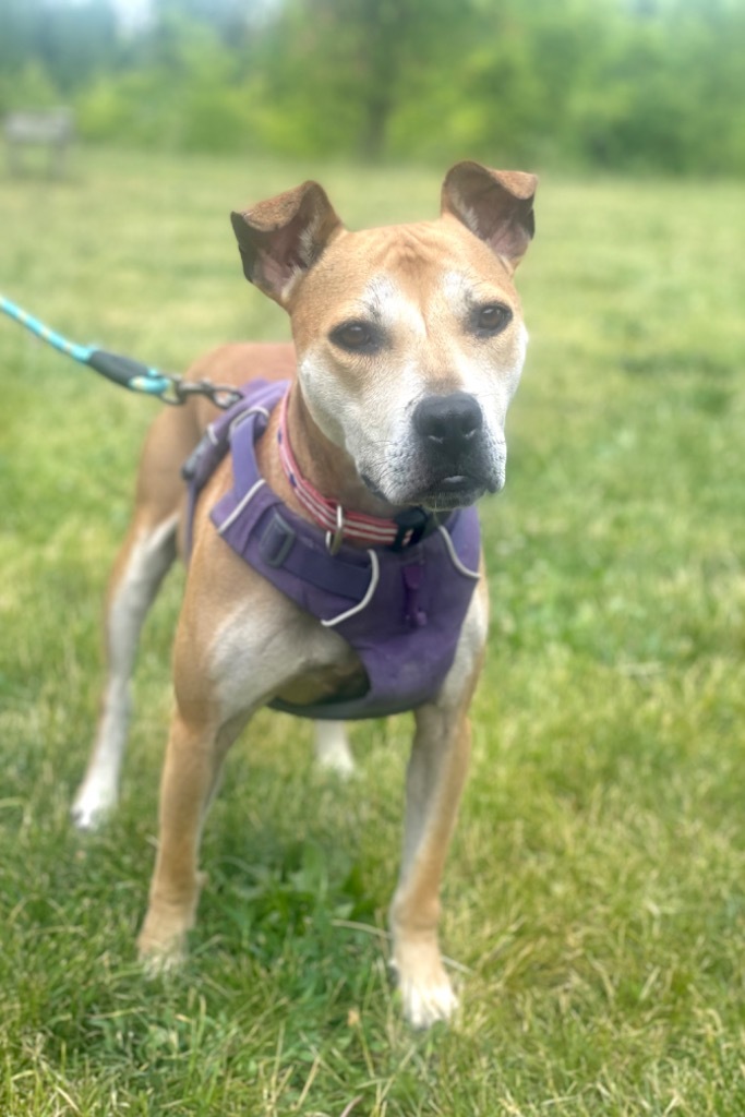 Amelia, an adoptable Pit Bull Terrier in Lima, OH, 45807 | Photo Image 4