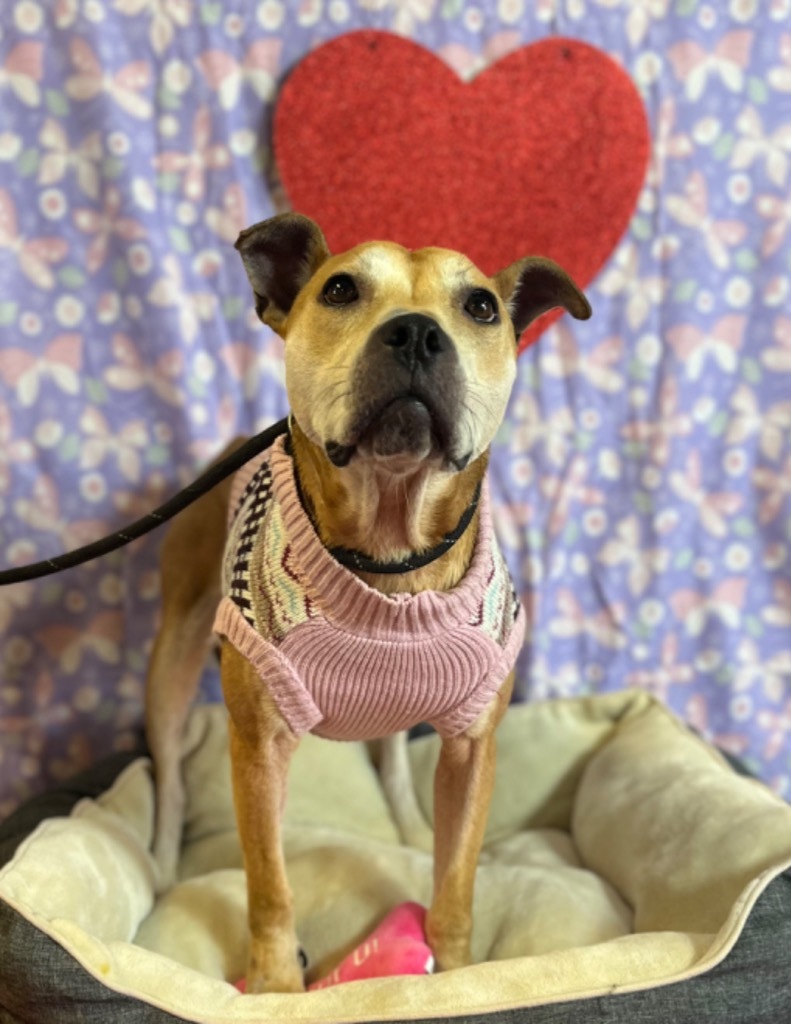 Amelia, an adoptable Pit Bull Terrier in Lima, OH, 45807 | Photo Image 5