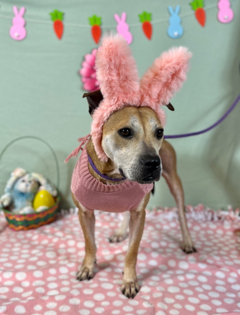 Amelia, an adoptable Pit Bull Terrier in Lima, OH, 45807 | Photo Image 6