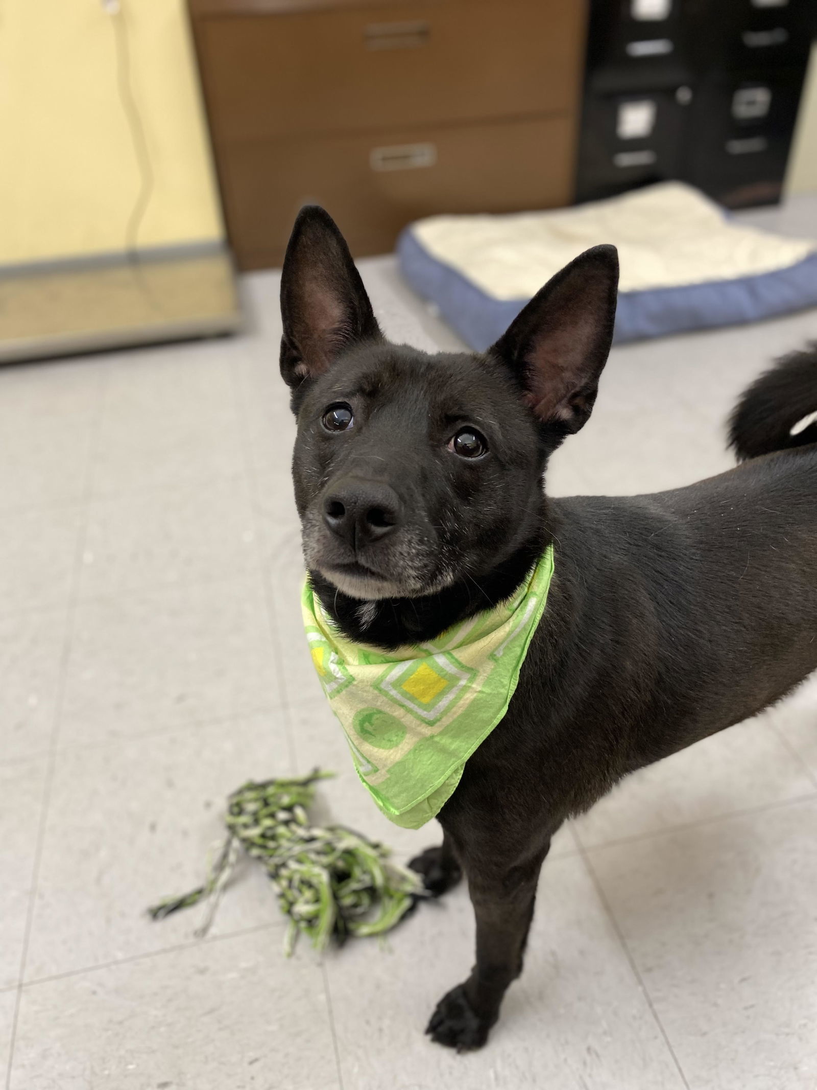 Cielo, an adoptable Terrier in Covington, VA, 24426 | Photo Image 1