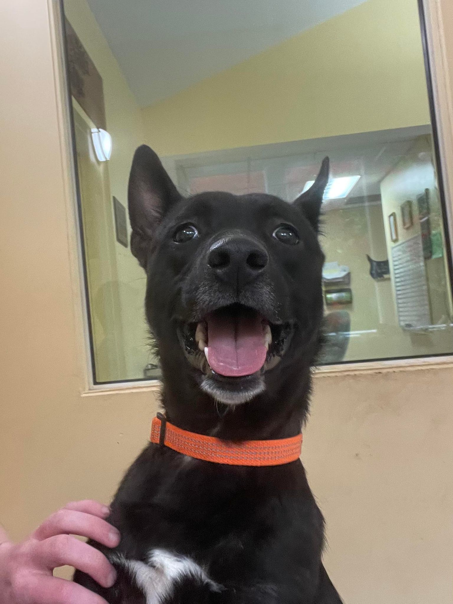 Cielo, an adoptable Terrier in Covington, VA, 24426 | Photo Image 2