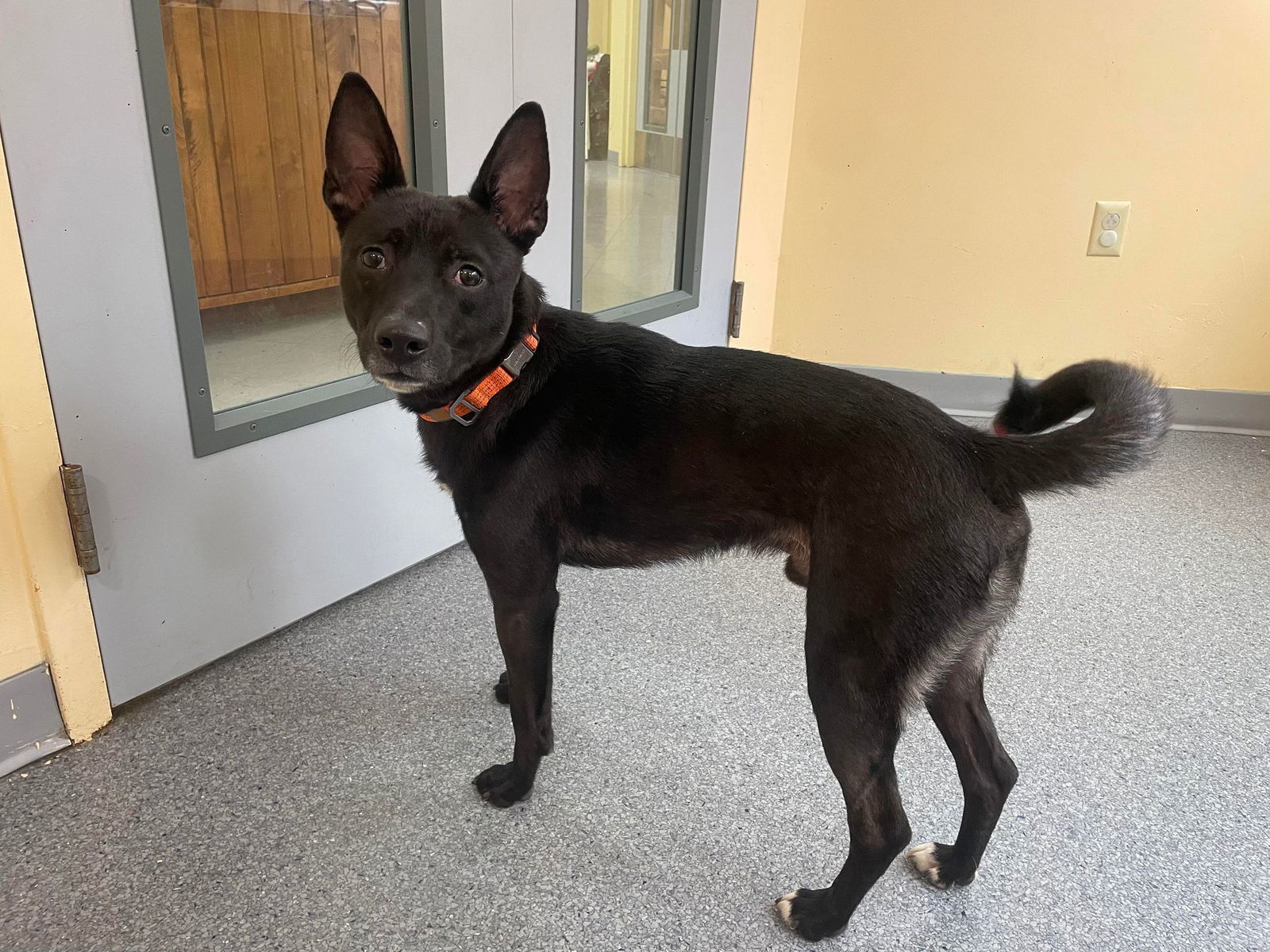 Cielo, an adoptable Terrier in Covington, VA, 24426 | Photo Image 2