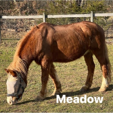 Meadow 4