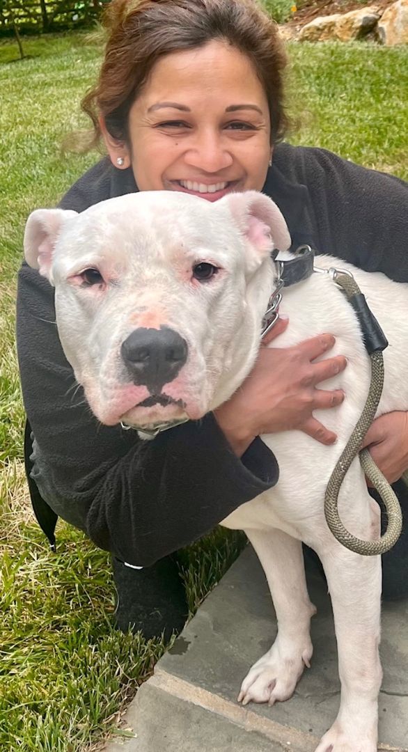 Dog for adoption - FERNANDO, a Dogo Argentino & American Staffordshire  Terrier Mix in Media, PA