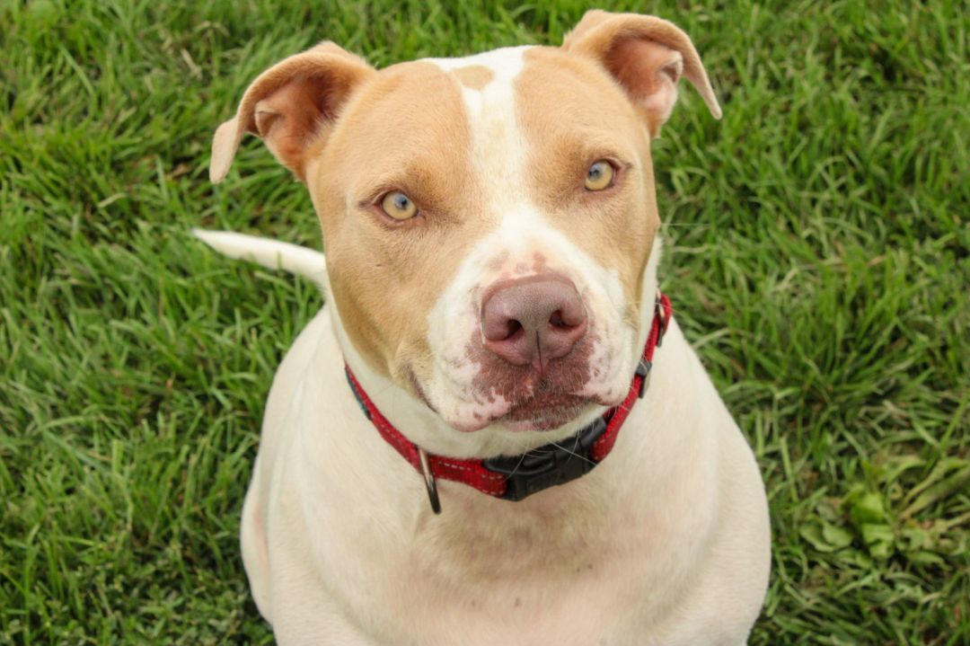 Max, an adoptable Staffordshire Bull Terrier in West Branch, MI, 48661 | Photo Image 1