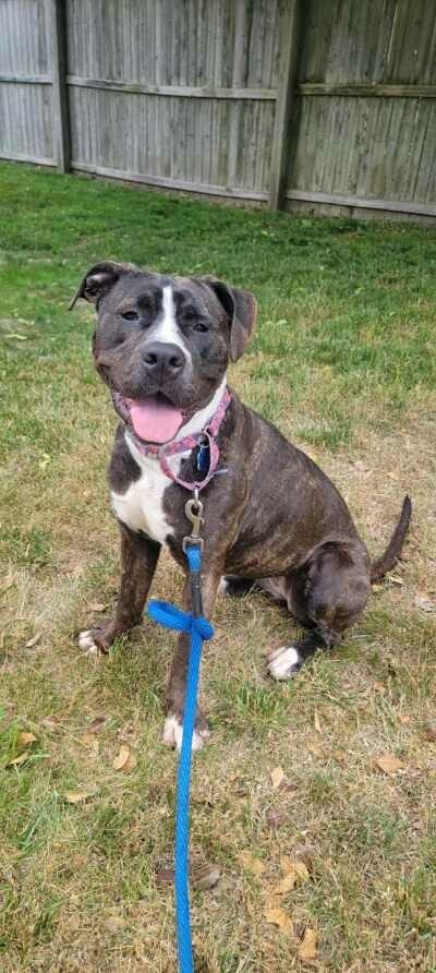 Zoya , an adoptable Boxer & Pit Bull Terrier Mix in Medford, NY_image-5