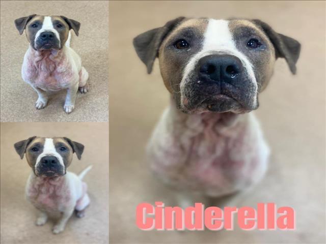CINDERELLA, an adoptable Pit Bull Terrier, Mixed Breed in Saginaw, MI, 48602 | Photo Image 1