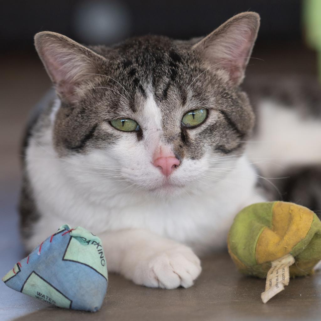 Anthony, an adoptable Domestic Short Hair in Kanab, UT, 84741 | Photo Image 1
