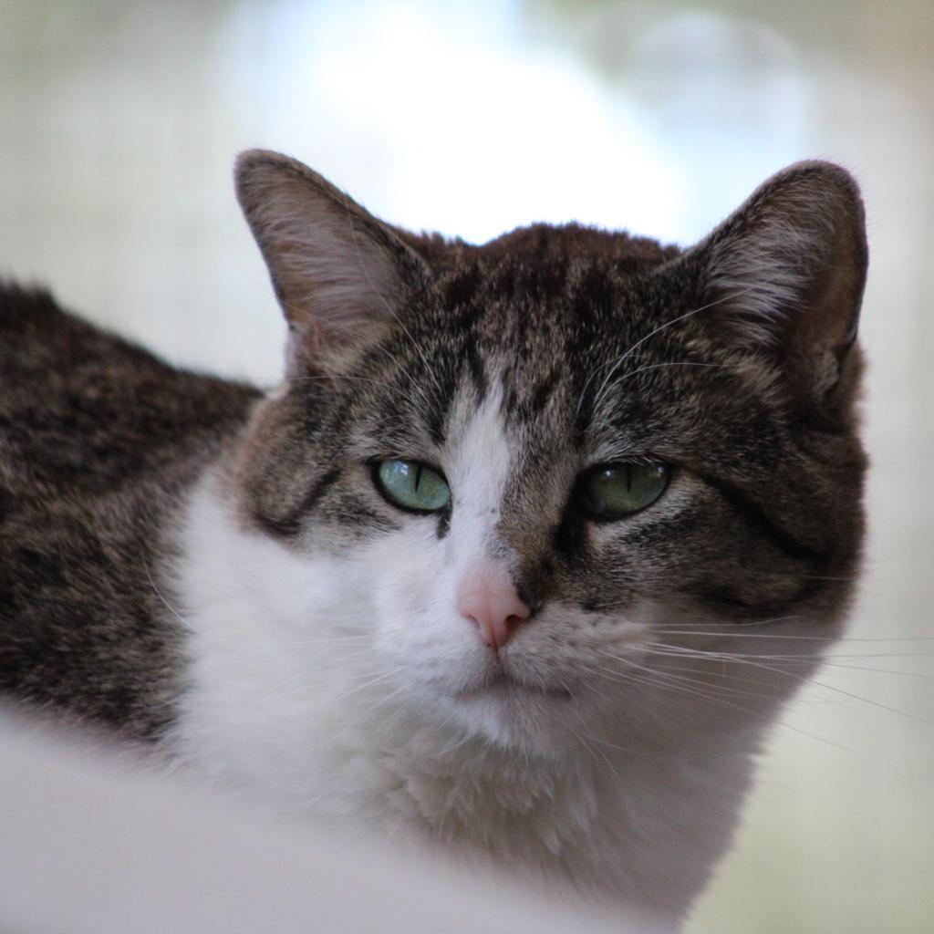 Anthony, an adoptable Domestic Short Hair in Kanab, UT, 84741 | Photo Image 2