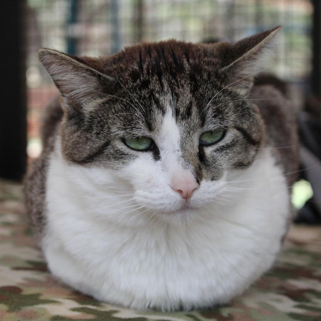 Anthony, an adoptable Domestic Short Hair in Kanab, UT, 84741 | Photo Image 3