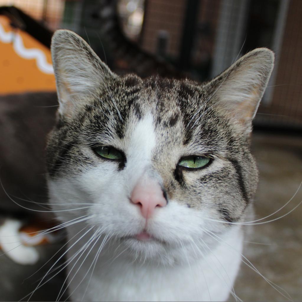Anthony, an adoptable Domestic Short Hair in Kanab, UT, 84741 | Photo Image 4