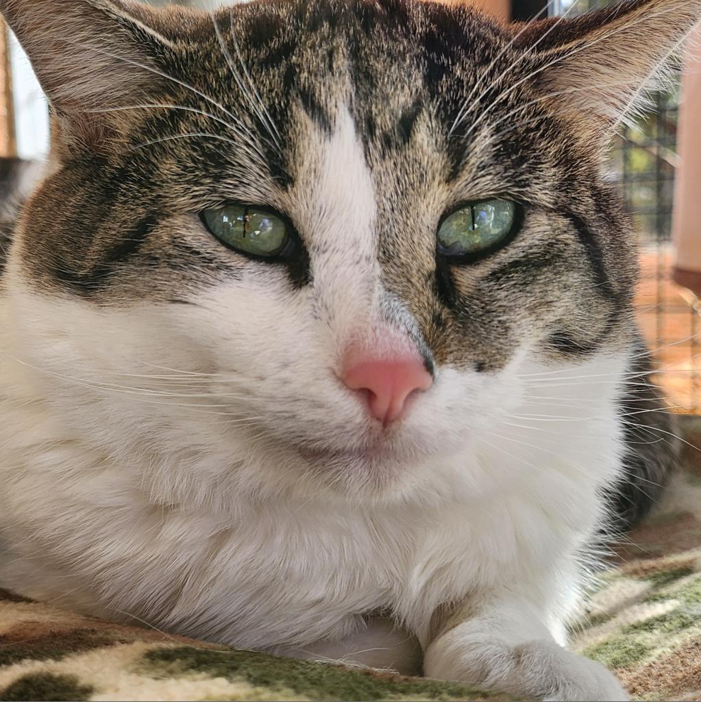 Anthony, an adoptable Domestic Short Hair in Kanab, UT, 84741 | Photo Image 5