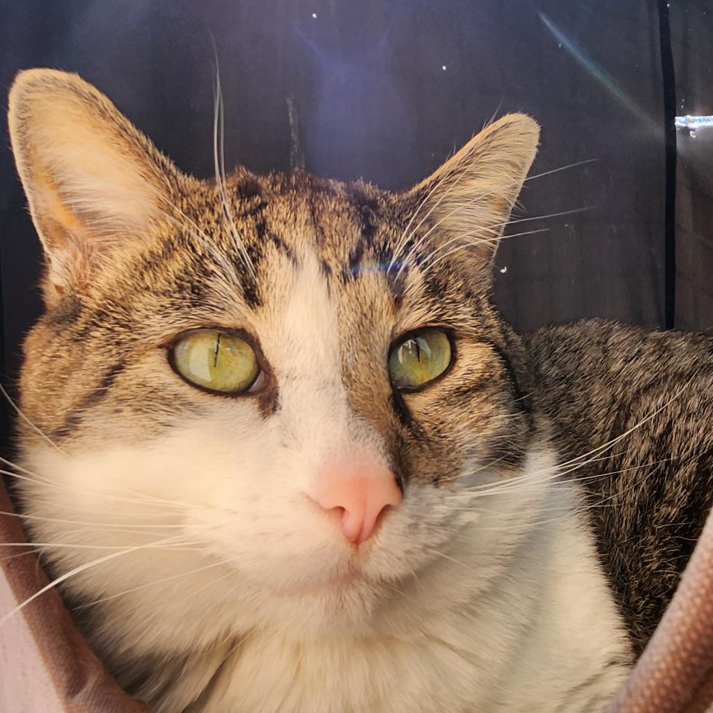 Anthony, an adoptable Domestic Short Hair in Kanab, UT, 84741 | Photo Image 6