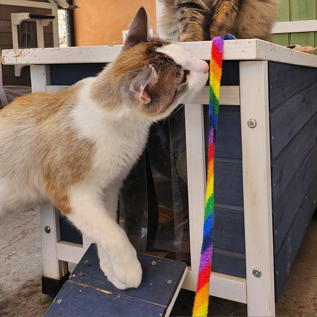 Ronald, an adoptable Domestic Short Hair in Kanab, UT, 84741 | Photo Image 2
