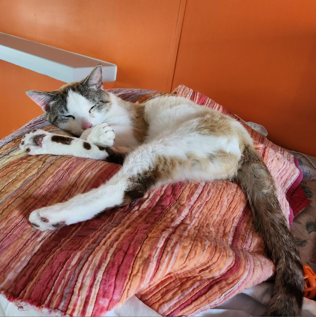 Ronald, an adoptable Domestic Short Hair in Kanab, UT, 84741 | Photo Image 3