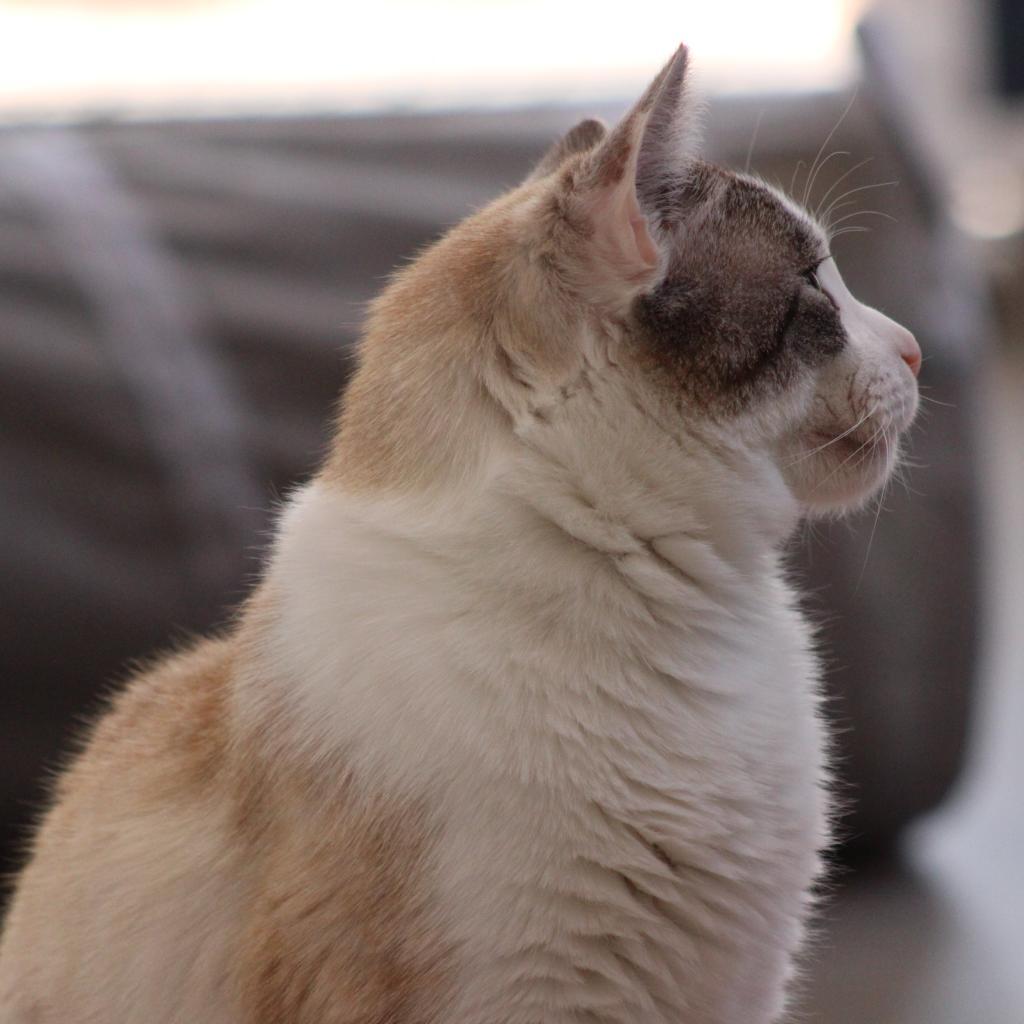 Ronald, an adoptable Domestic Short Hair in Kanab, UT, 84741 | Photo Image 4
