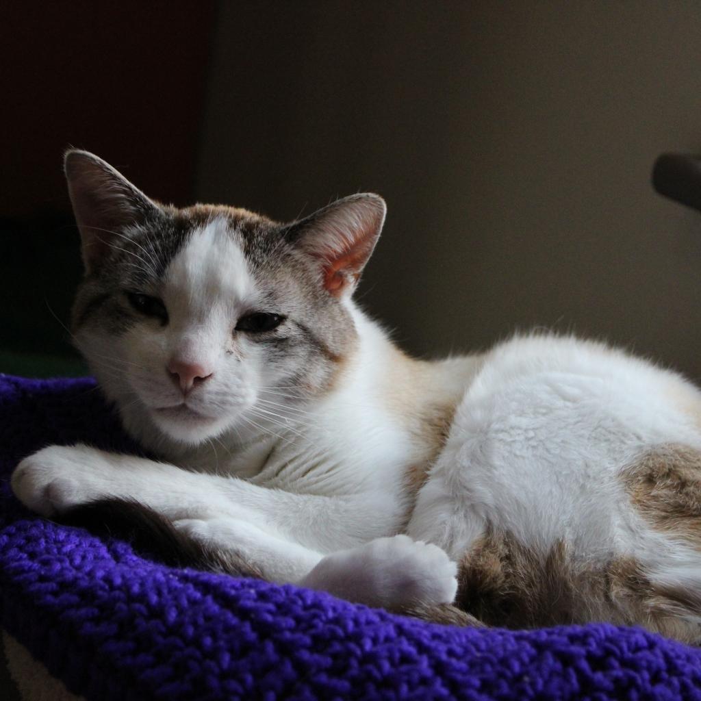 Ronald, an adoptable Domestic Short Hair in Kanab, UT, 84741 | Photo Image 5
