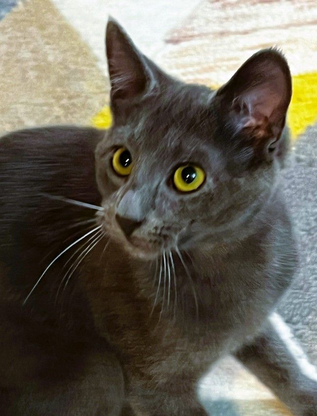 Russian blue for store adoption