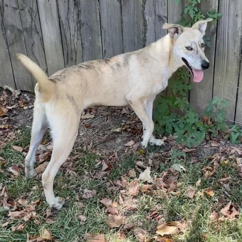 Ziggy, an adoptable Yellow Labrador Retriever, Shepherd in Livingston, TX, 77351 | Photo Image 1