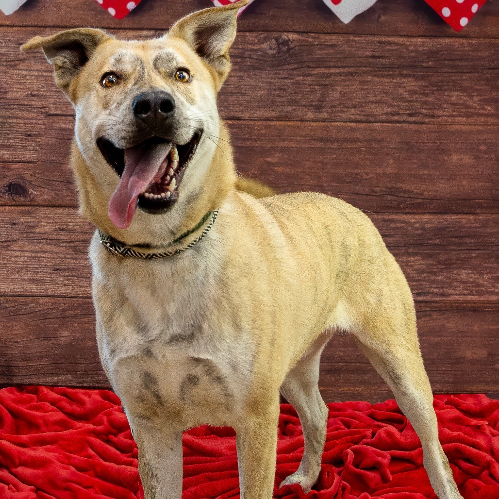 Ziggy, an adoptable Yellow Labrador Retriever, Shepherd in Livingston, TX, 77351 | Photo Image 1