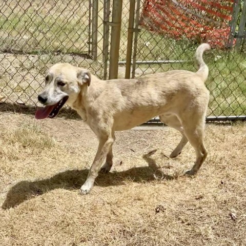 Ziggy, an adoptable Yellow Labrador Retriever, Shepherd in Livingston, TX, 77351 | Photo Image 2