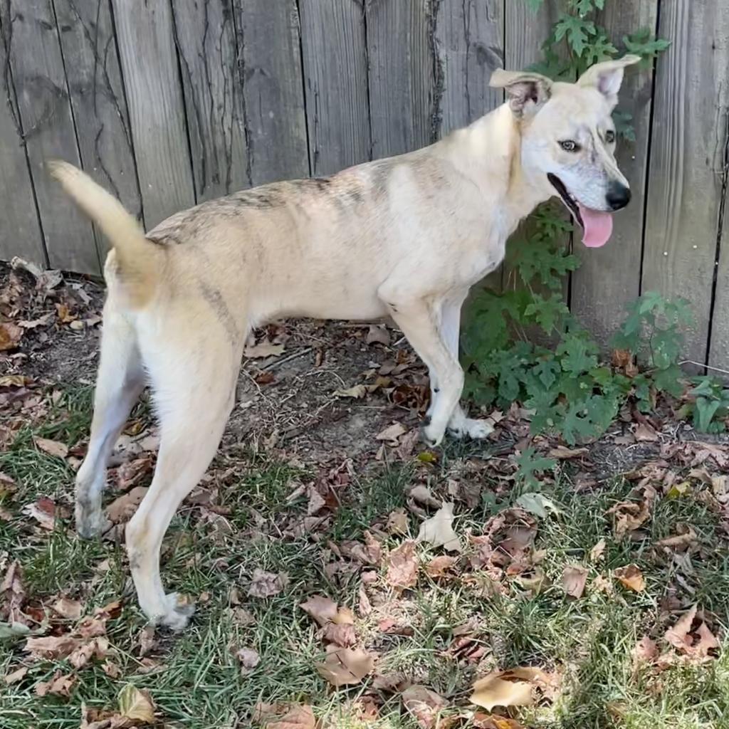 Ziggy, an adoptable Yellow Labrador Retriever, Shepherd in Livingston, TX, 77351 | Photo Image 2