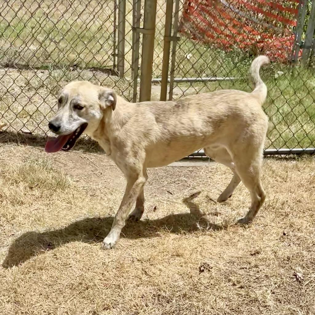 Ziggy, an adoptable Yellow Labrador Retriever, Shepherd in Livingston, TX, 77351 | Photo Image 3