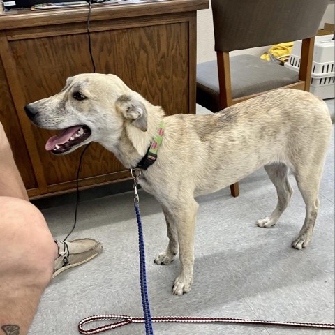 Ziggy, an adoptable Yellow Labrador Retriever, Shepherd in Livingston, TX, 77351 | Photo Image 4