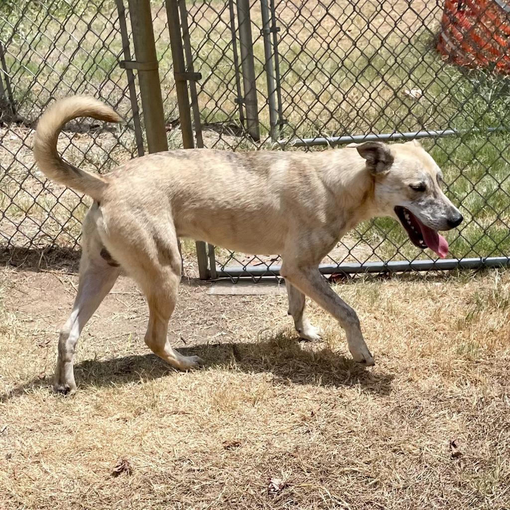 Ziggy, an adoptable Yellow Labrador Retriever, Shepherd in Livingston, TX, 77351 | Photo Image 4