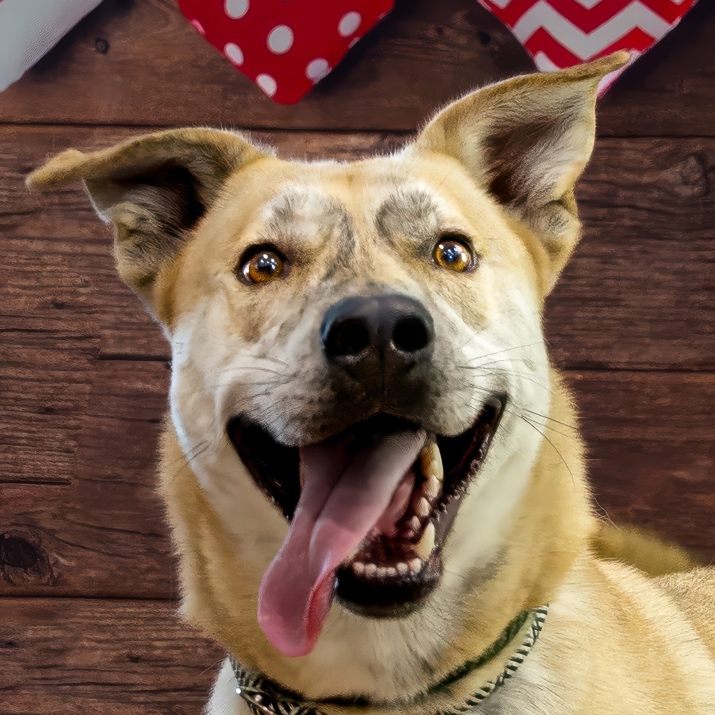 Ziggy, an adoptable Yellow Labrador Retriever, Shepherd in Livingston, TX, 77351 | Photo Image 6