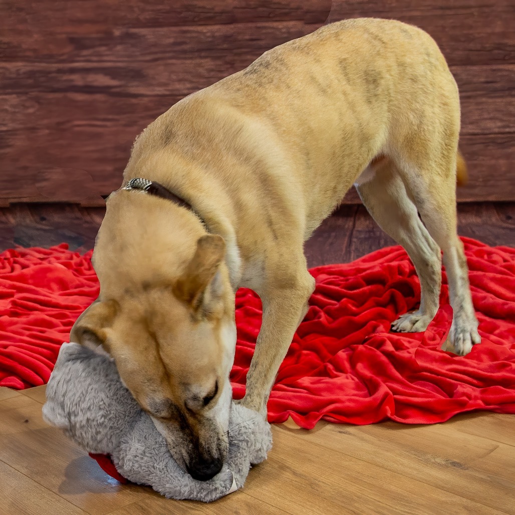 Ziggy, an adoptable Yellow Labrador Retriever, Shepherd in Livingston, TX, 77351 | Photo Image 6