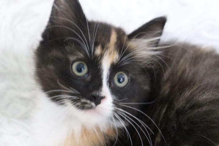 Gabby, an adopted Calico & Maine Coon Mix in Saint Augustine, FL_image-5