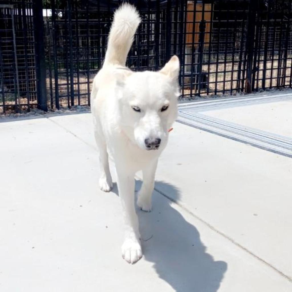 Titus, an adoptable Husky in Eufaula, OK, 74432 | Photo Image 1
