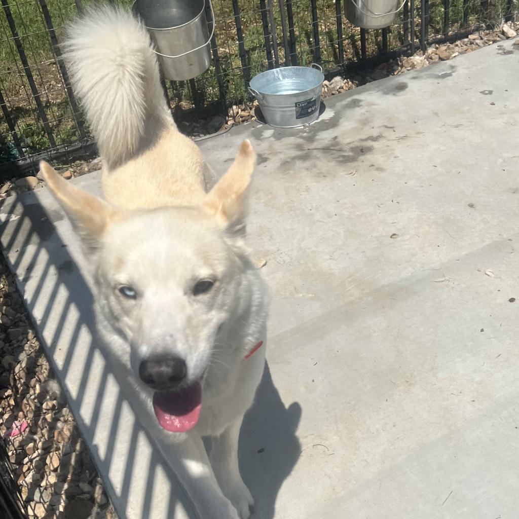 Titus, an adoptable Husky in Eufaula, OK, 74432 | Photo Image 2