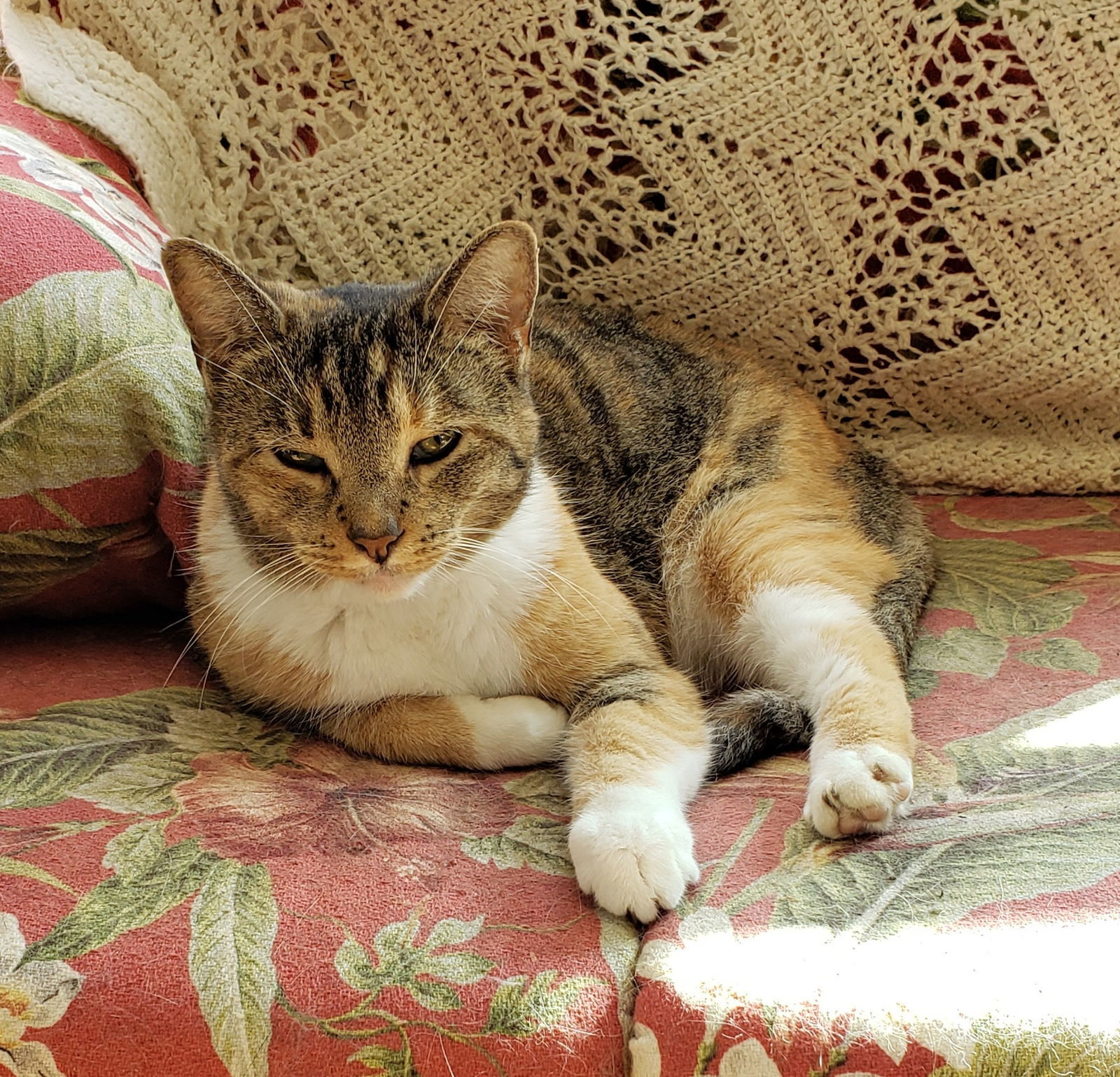 Emma, an adoptable Torbie, Tortoiseshell in Westminster, MD, 21158 | Photo Image 1