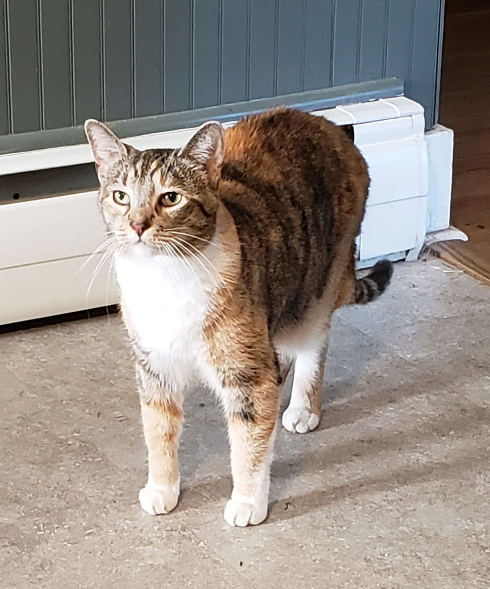 Emma, an adoptable Torbie, Tortoiseshell in Westminster, MD, 21158 | Photo Image 3