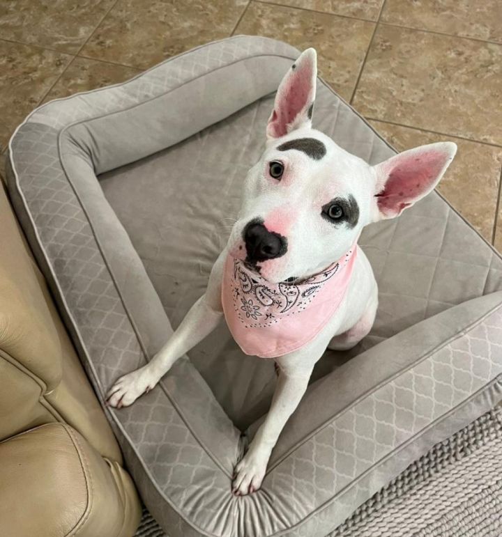 Dog for adoption - Pattie, a Pit Bull Terrier in Brookshire, TX | Petfinder
