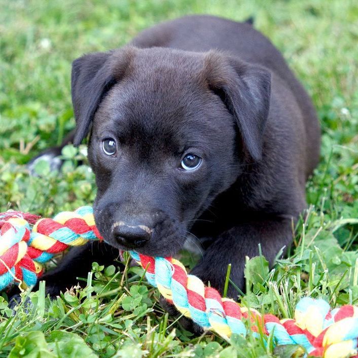 Dog for adoption - Dutch, a Black Labrador Retriever Mix in Murray, KY ...